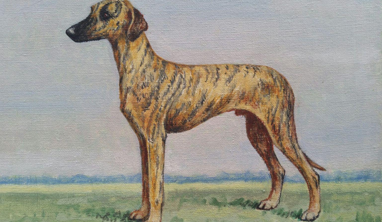 Dorothy Alexandra Johnson Animal Painting - English School 20th Century Oil Painting of a Champion Sloughi Dog