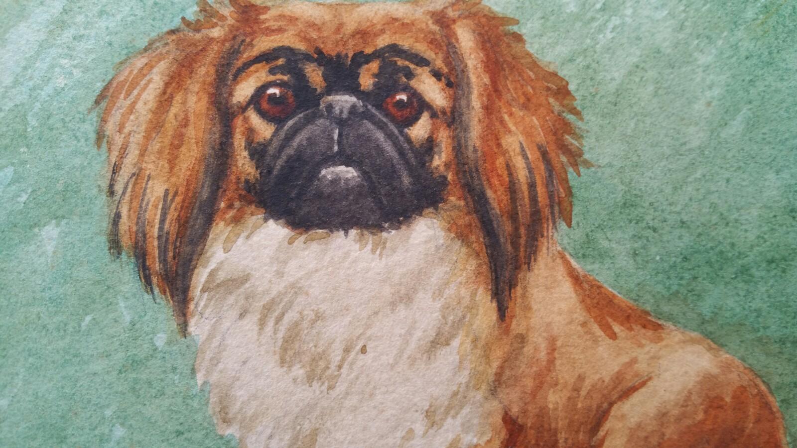 Pekinese: 