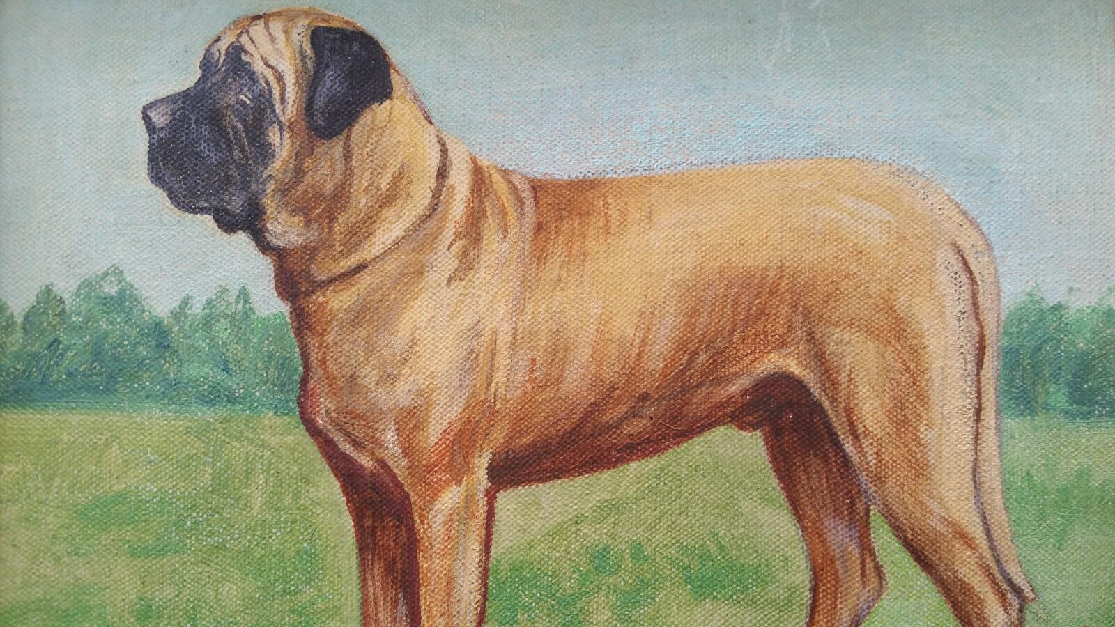 English School Mediados Siglo XX Óleo Mastín Broomcourt Romeo Perro - Painting de Dorothy Alexandra Johnson