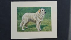 Peinture à l'huile de l'English School du milieu du 20e siècle Chien de montagne des Pyrénées