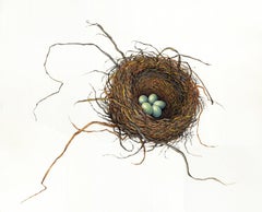 gouache on paper bird's nest, "American Robin" (Naturalism, Realism)