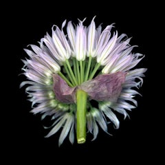 "Food of the Gods: Studio Selection: Chives", encaustic wax on panel