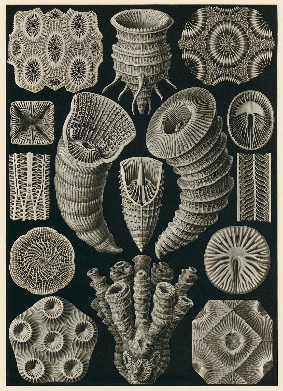 Ernst Haeckel Figurative Print - Art Forms in Nature (Plate 29 - Tetracorall. Four-ray Star Corals)
