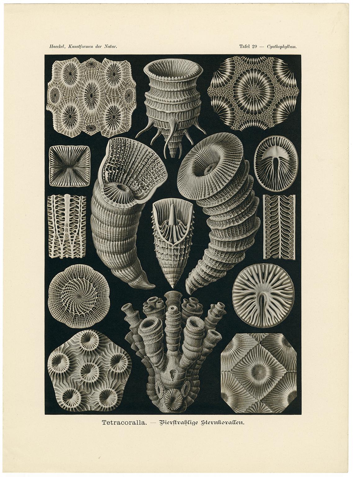 Art Forms in Nature (Plate 29 - Tetracorall. Four-ray Star Corals) - Print by Ernst Haeckel