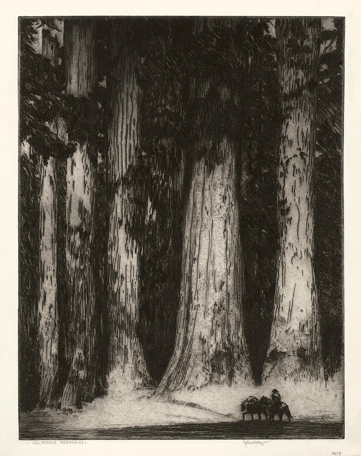 California Redwoods - Print by John Melville Kelly