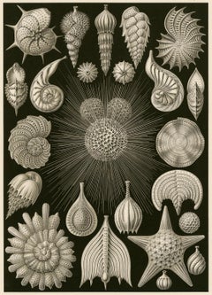 Antique Art Forms in Nature (Plate 2 - Globigerina. Rounded Shell Protozoa)