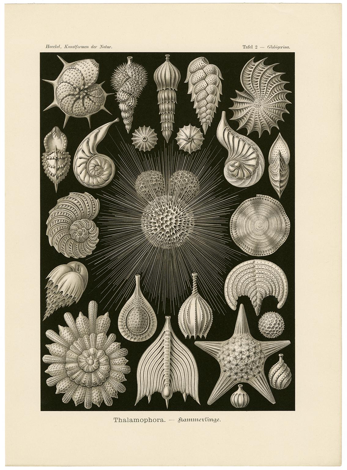 Art Forms in Nature (Plate 2 - Globigerina. Rounded Shell Protozoa) - Print by Ernst Haeckel