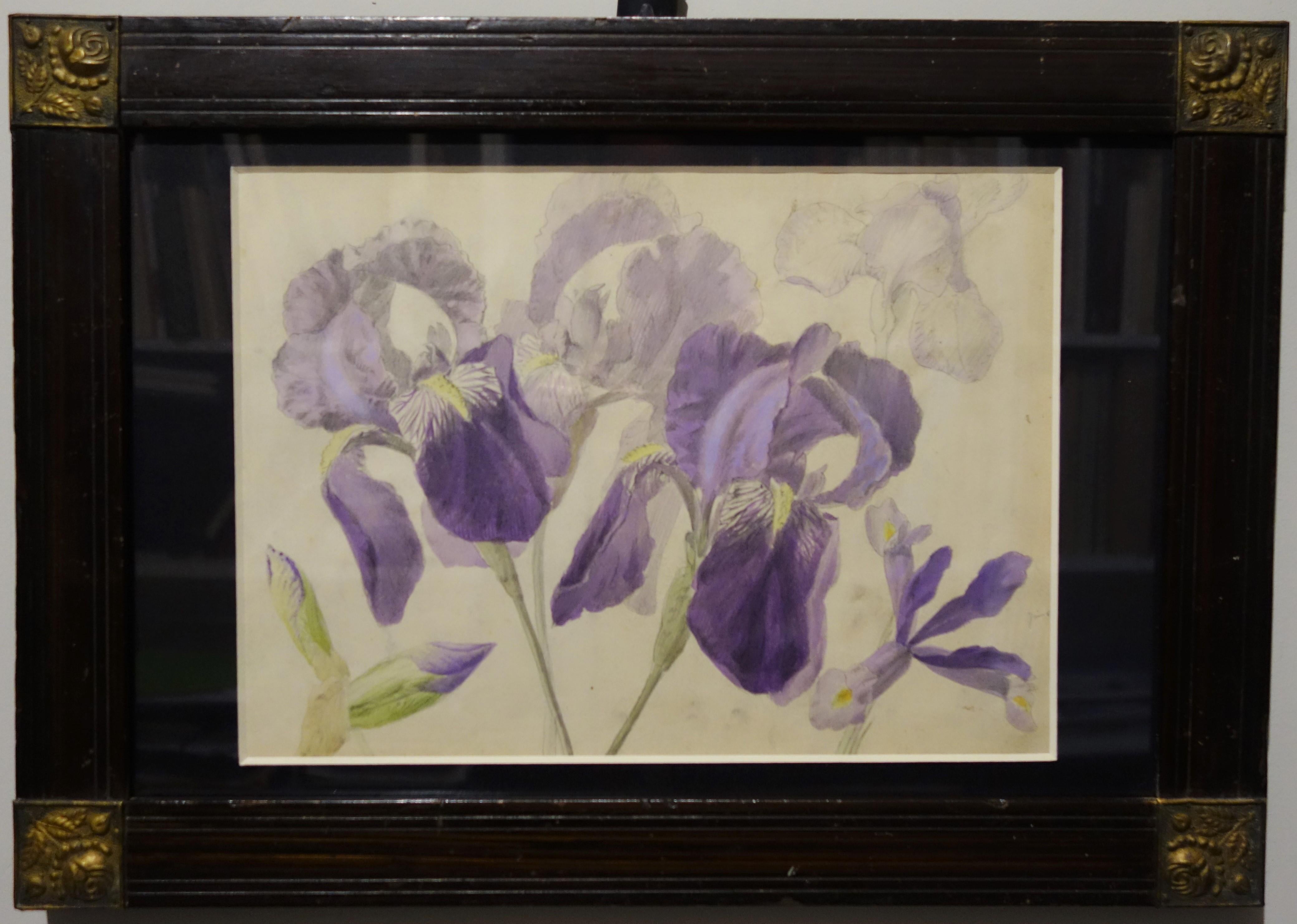 Unknown Still-Life - "purple iris" botanical study 1850    watercolor and pencil  cm. 30 x 20