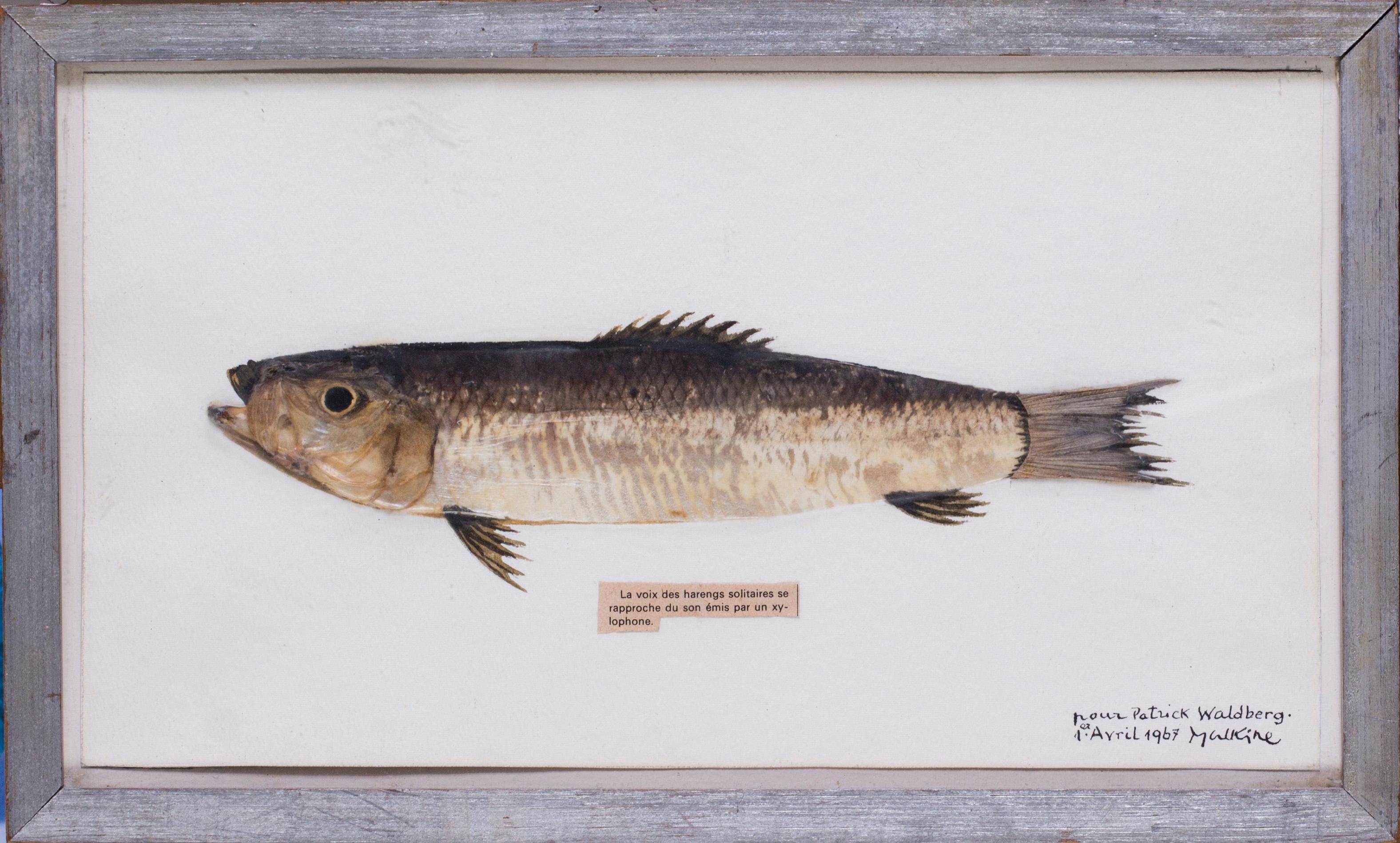 Surrealist, French, 20th Century picture of a herring by Georges Malkine - Mixed Media Art by Georges Alexandre Malkine 