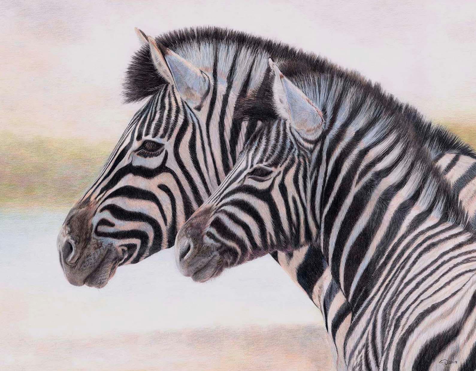 Charlotte Williams Animal Art - An original, contemporary wildlife drawing of zebra in coloured pencil on paper 