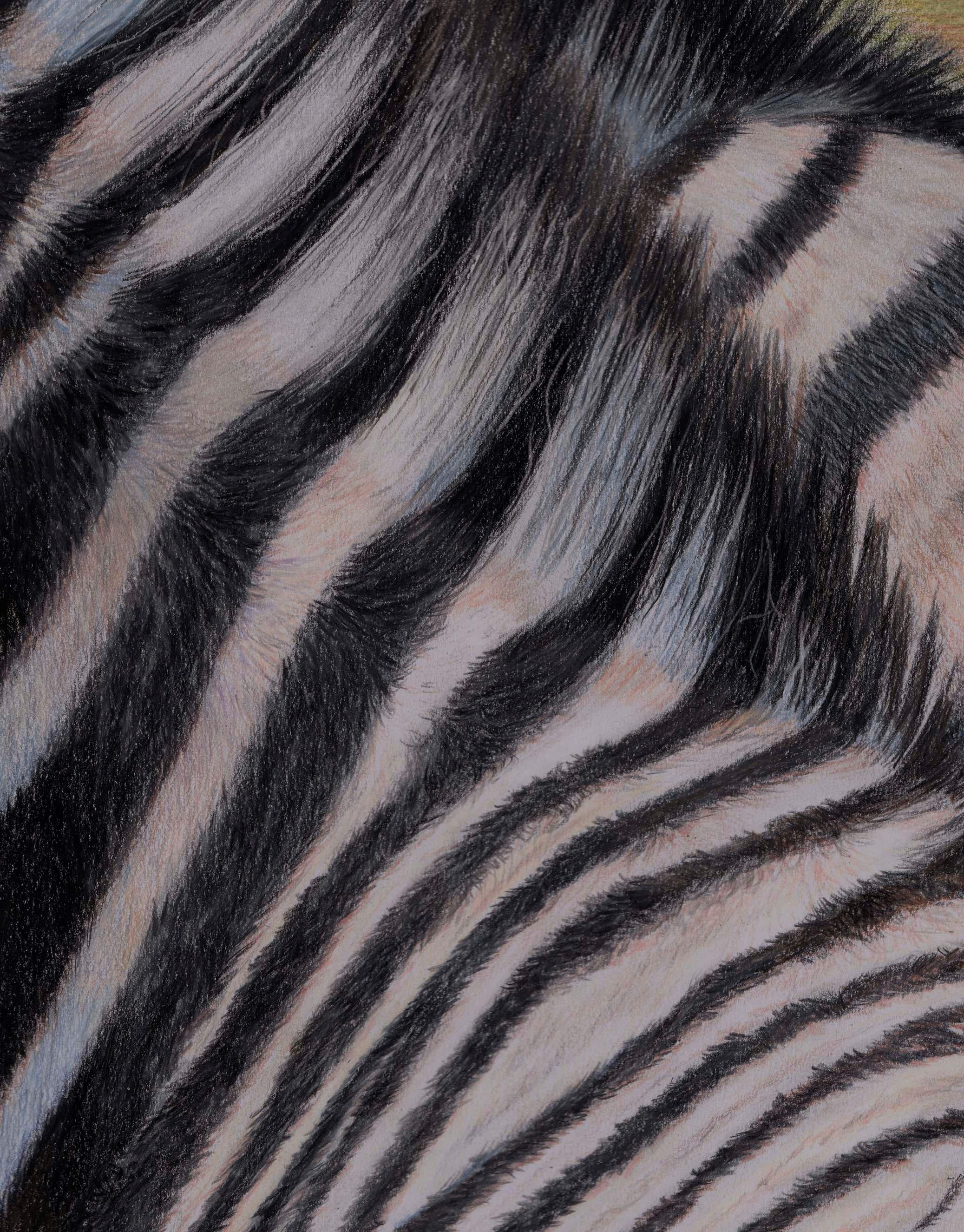 An original, contemporary wildlife drawing of zebra in coloured pencil on paper  2