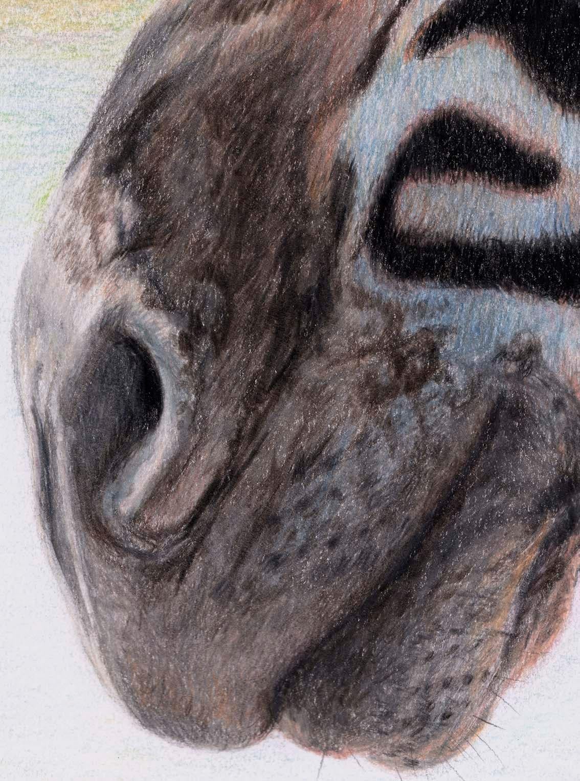 An original, contemporary wildlife drawing of zebra in coloured pencil on paper  3