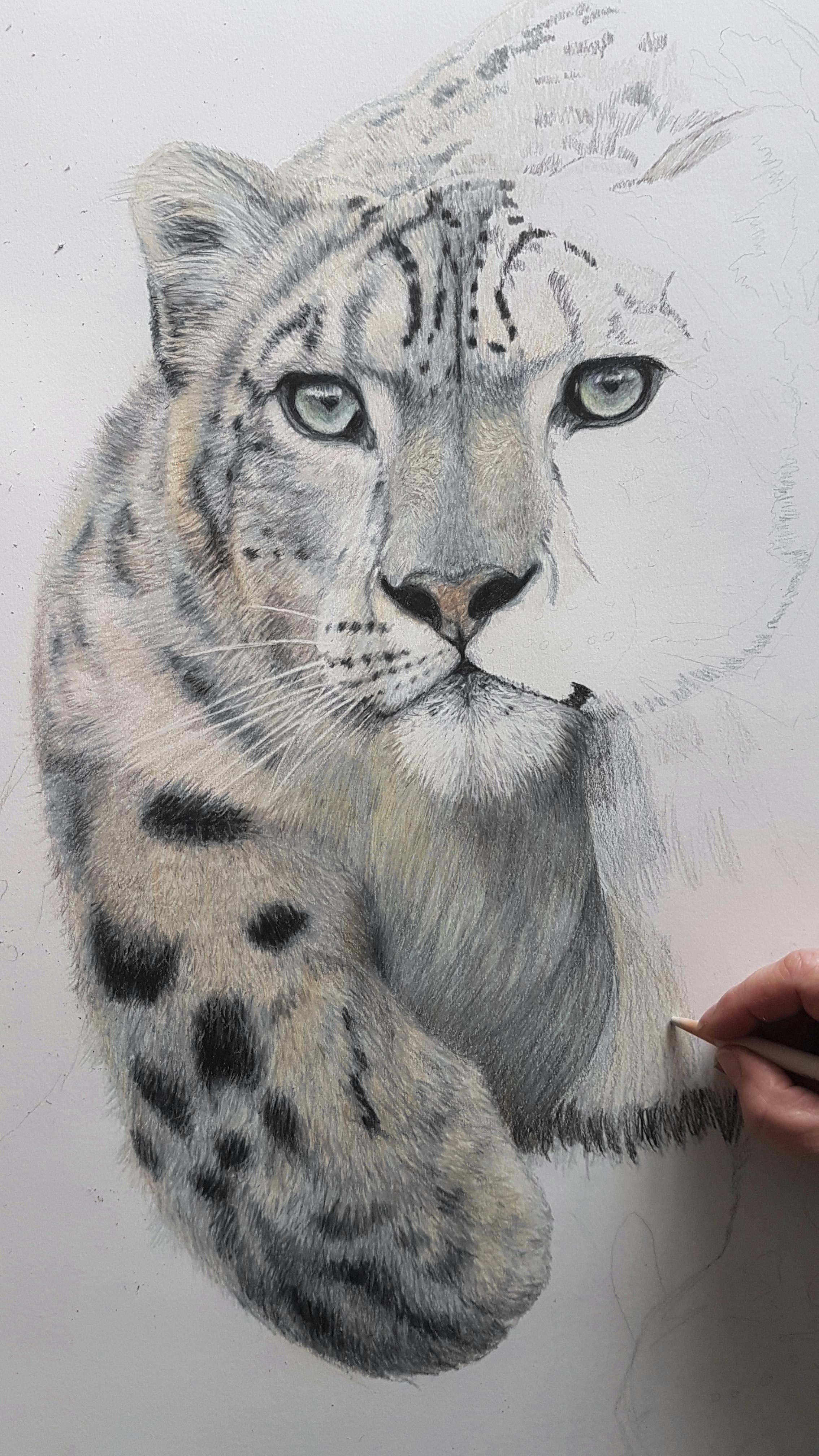 how to draw a snow leopard