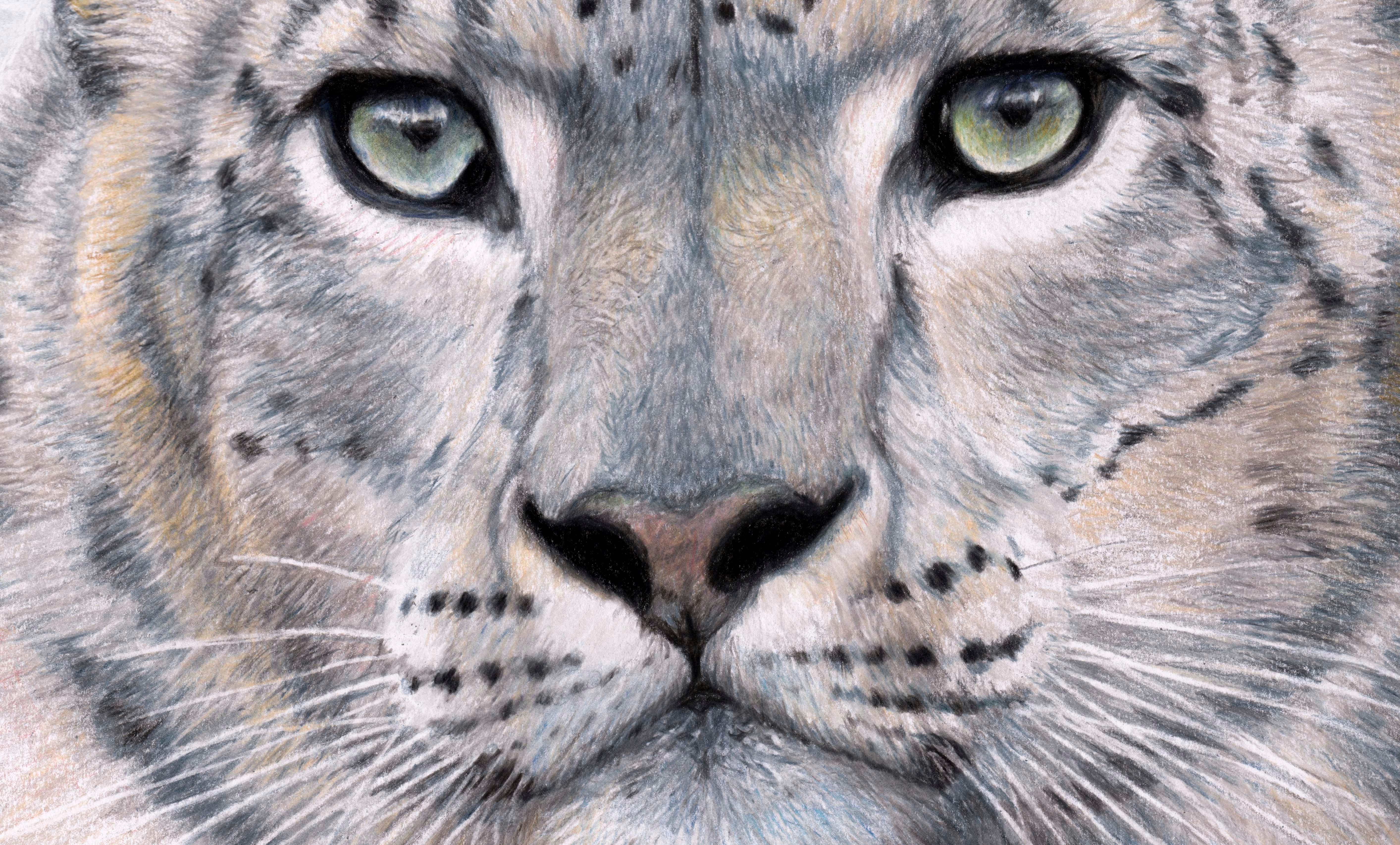 Charlotte Williams (British, b.1970)
On Silent Paw
58.4 x 8.5cm
Polychromos Pencil on Paper

Charlotte Williams is a highly respected and increasingly celebrated British fine artist with a particular interest in wildlife. Remarkably, she is entirely