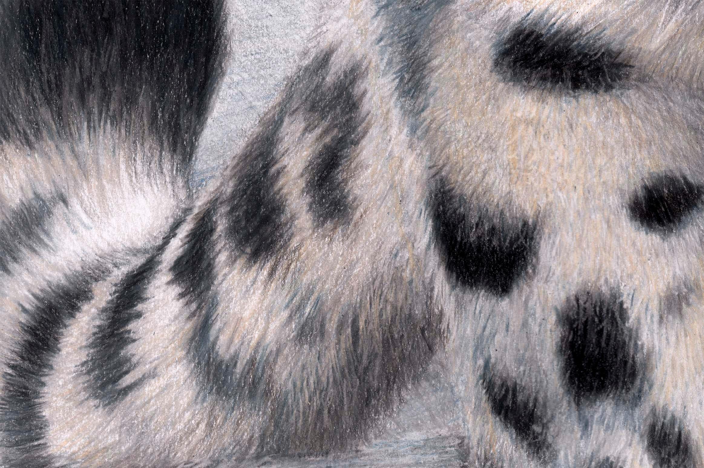 An original drawing of a snow leopard by British born artist Charlotte Williams 7