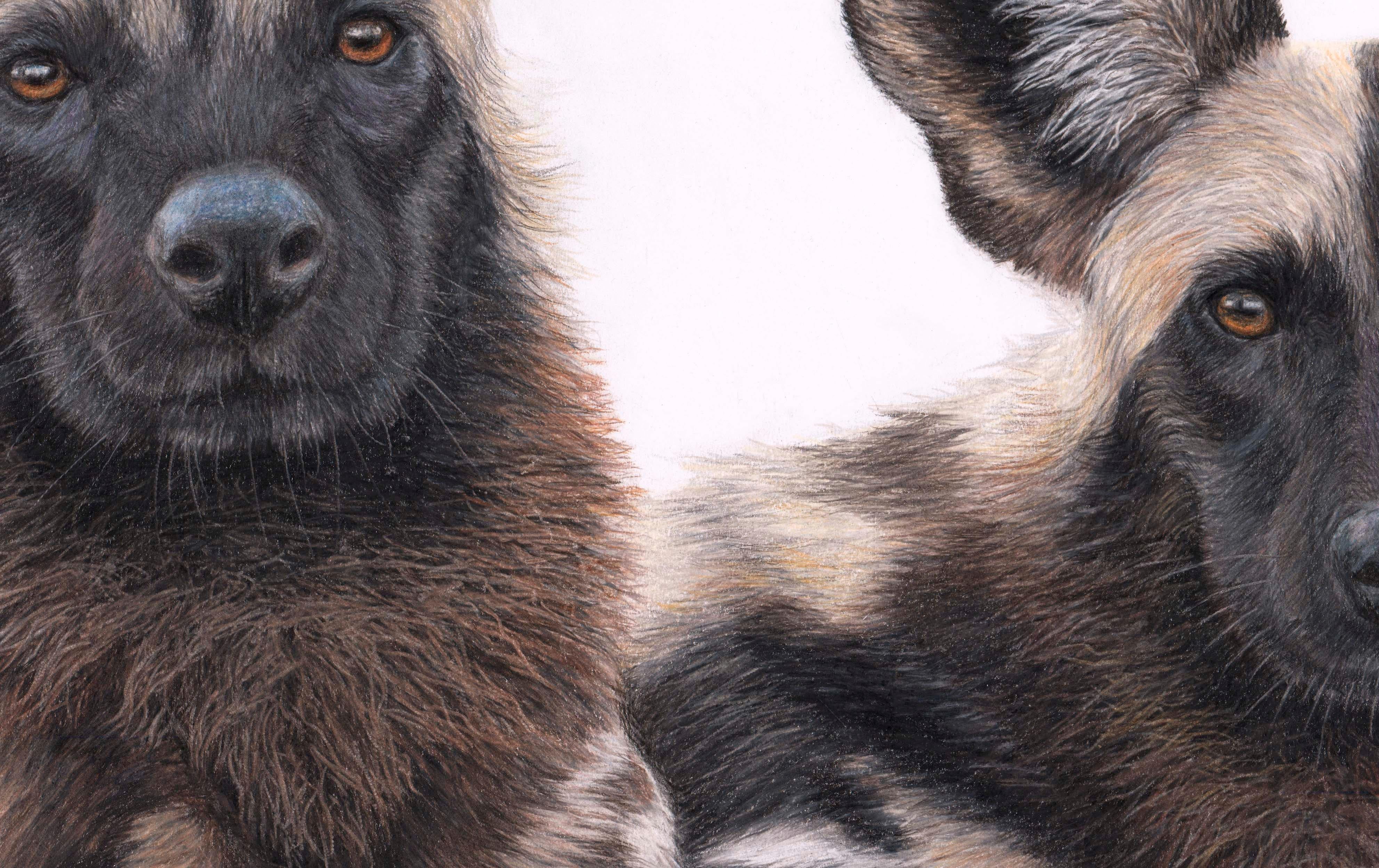 Contemporary wildlife drawing of wild dogs by British born Charlotte Williams 2