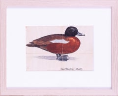 Vintage 'Hart Laubs Duck' by British ornithologist Sir Peter Markham Scott