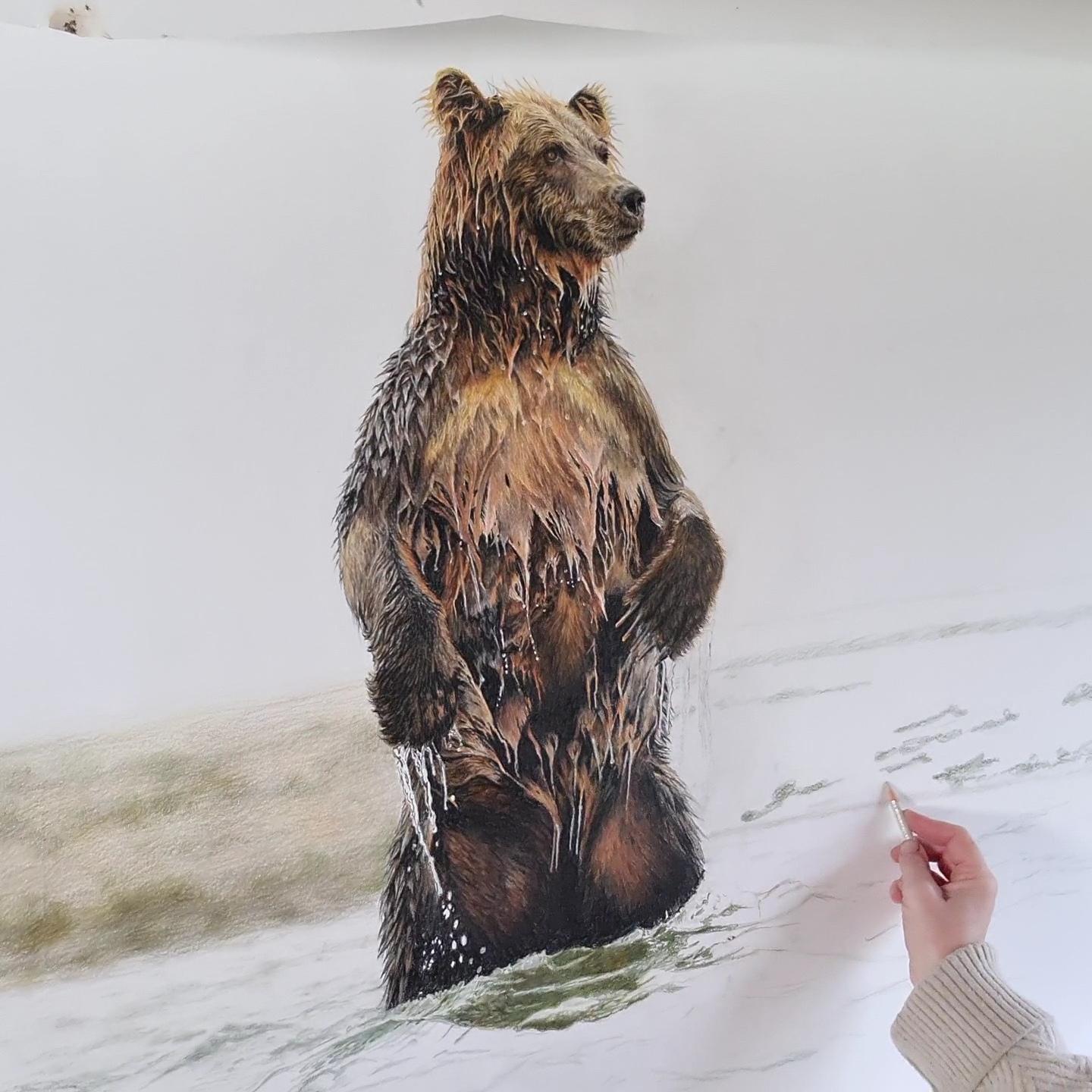 Contemporary wildlife drawing of a brown bear by British born Charlotte Williams 2