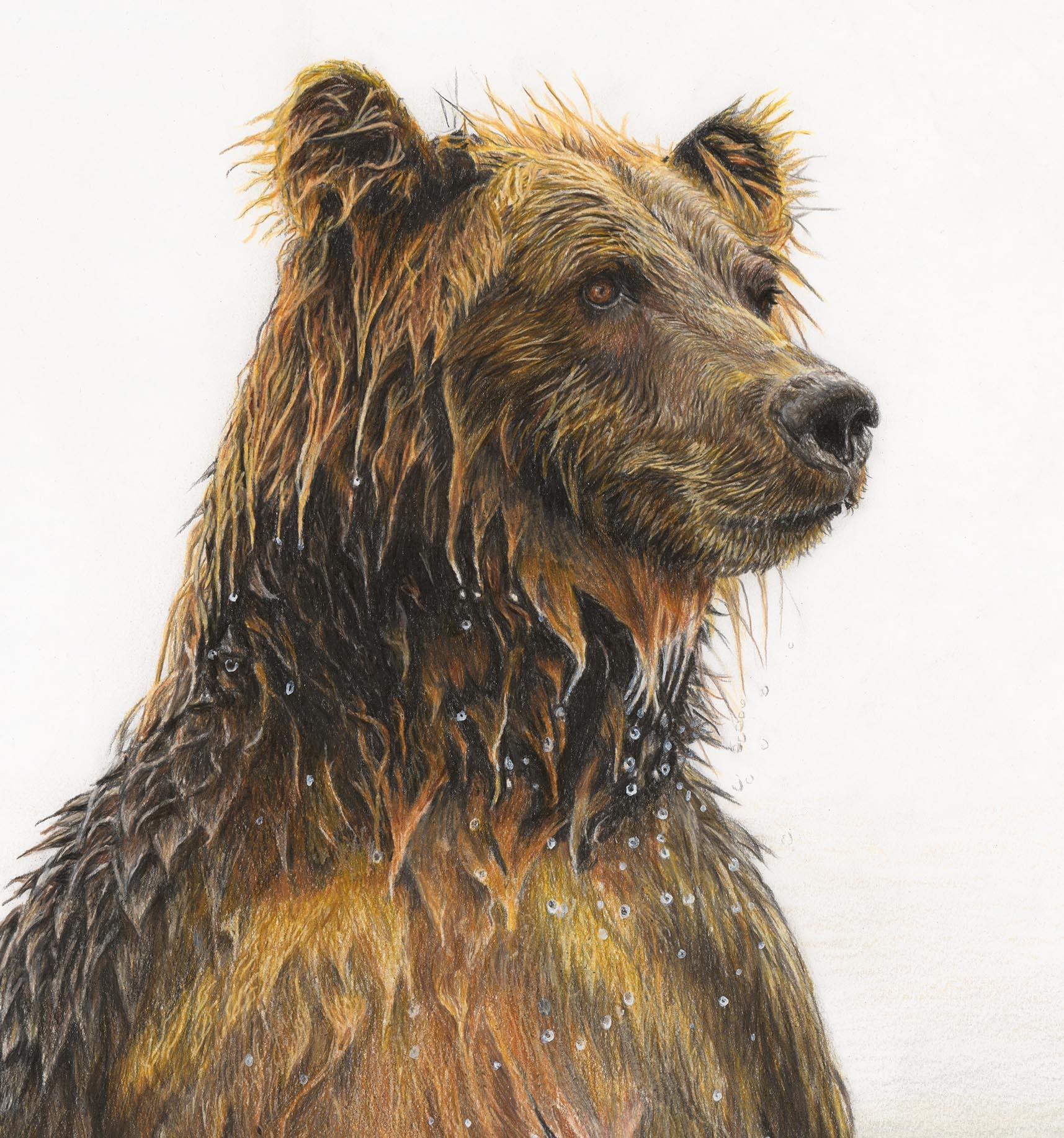 brown bear drawings