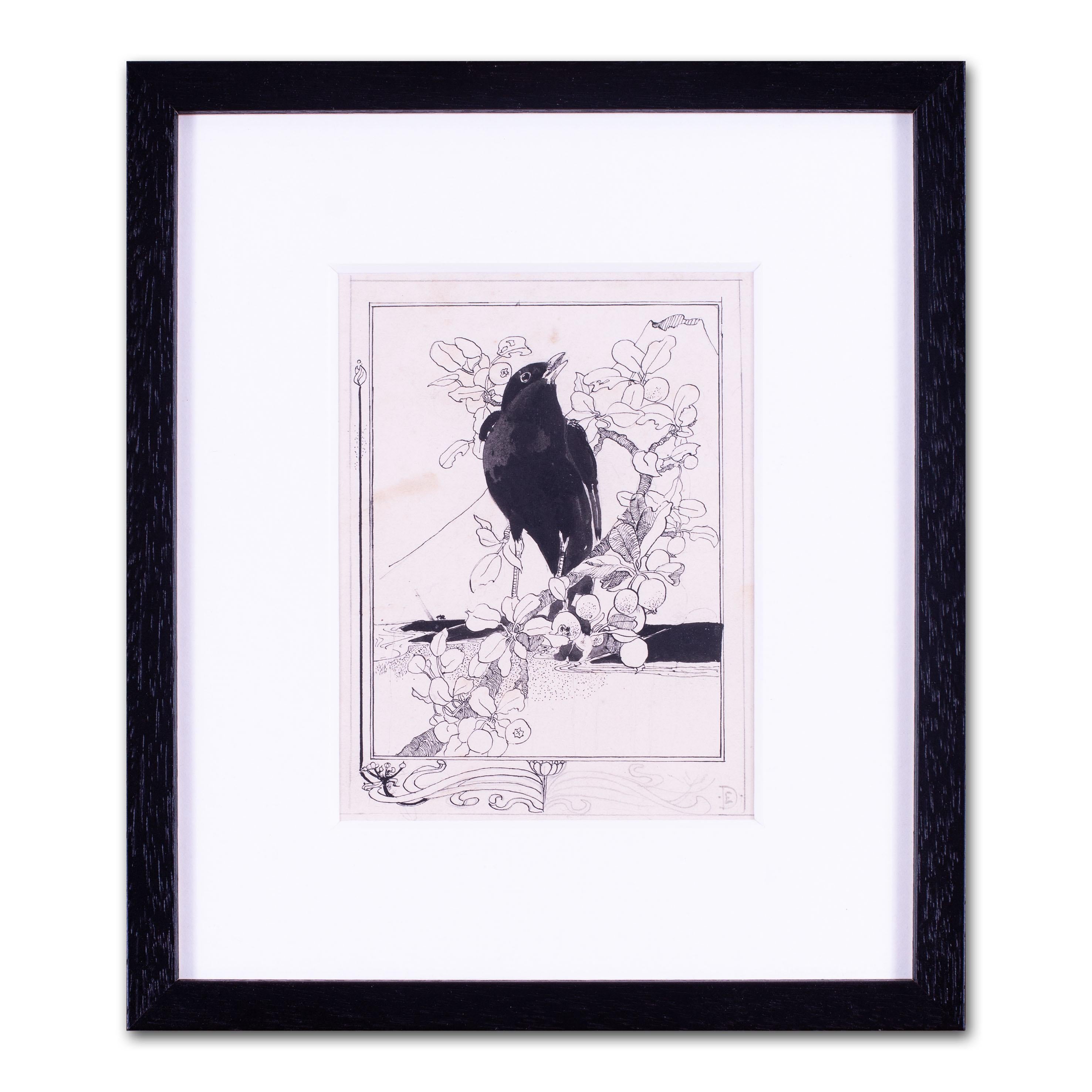 Britische Illustration eines schwarzen Vogels im Gesang aus dem frühen 20. Jahrhundert von Detmold 3