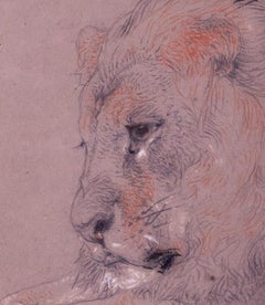 dessin sanguine d'un lion par William Huggins du 19ème siècle, 1881