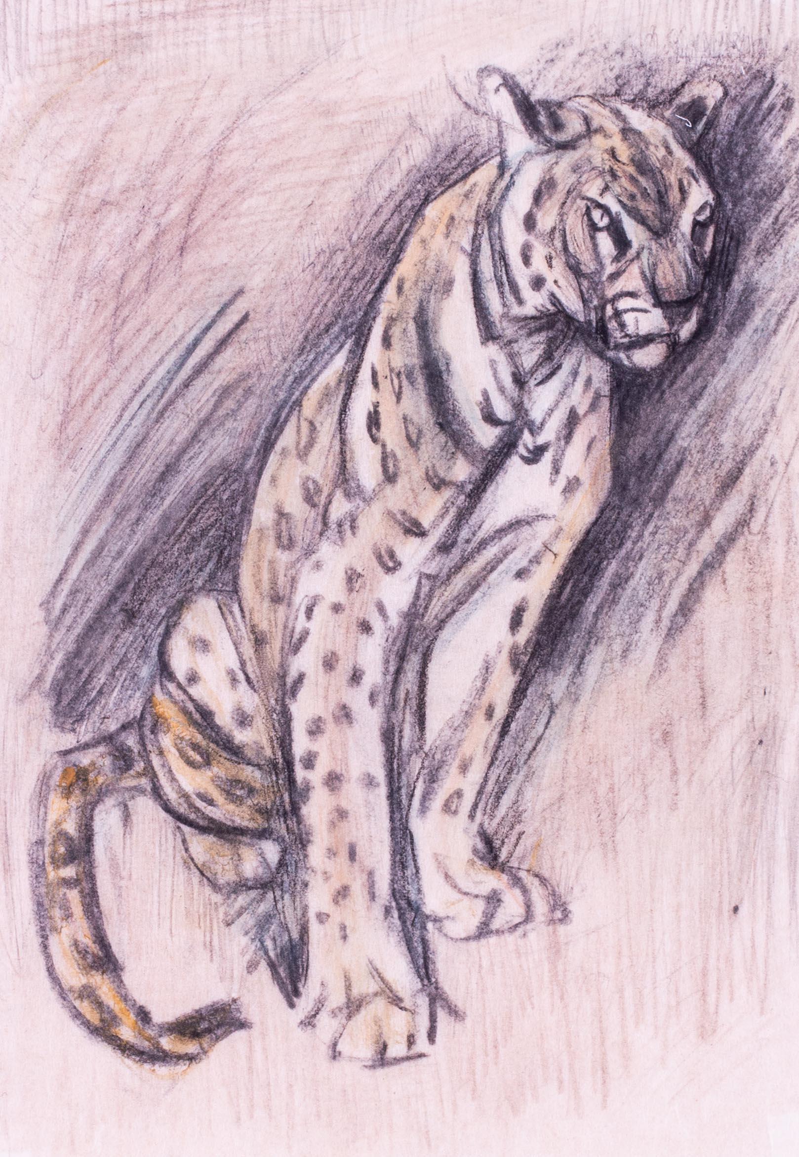 British 20th Century Charcoal and crayon drawing of a seated leopard - Gray Animal Art by Elsie Marian Henderson