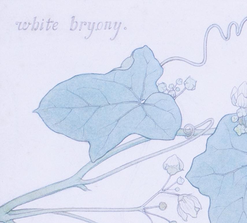 Aquarellmuster aus weißem Bryony des britischen Künstlers Ridley aus dem frühen 20. Jahrhundert (Präraphaelismus), Art, von Edward Ridley