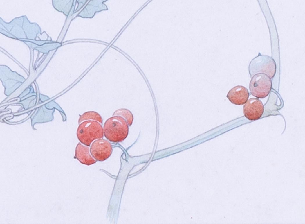 Early 20th Century watercolour design of white bryony by British artist Ridley - Pre-Raphaelite Art by Edward Ridley