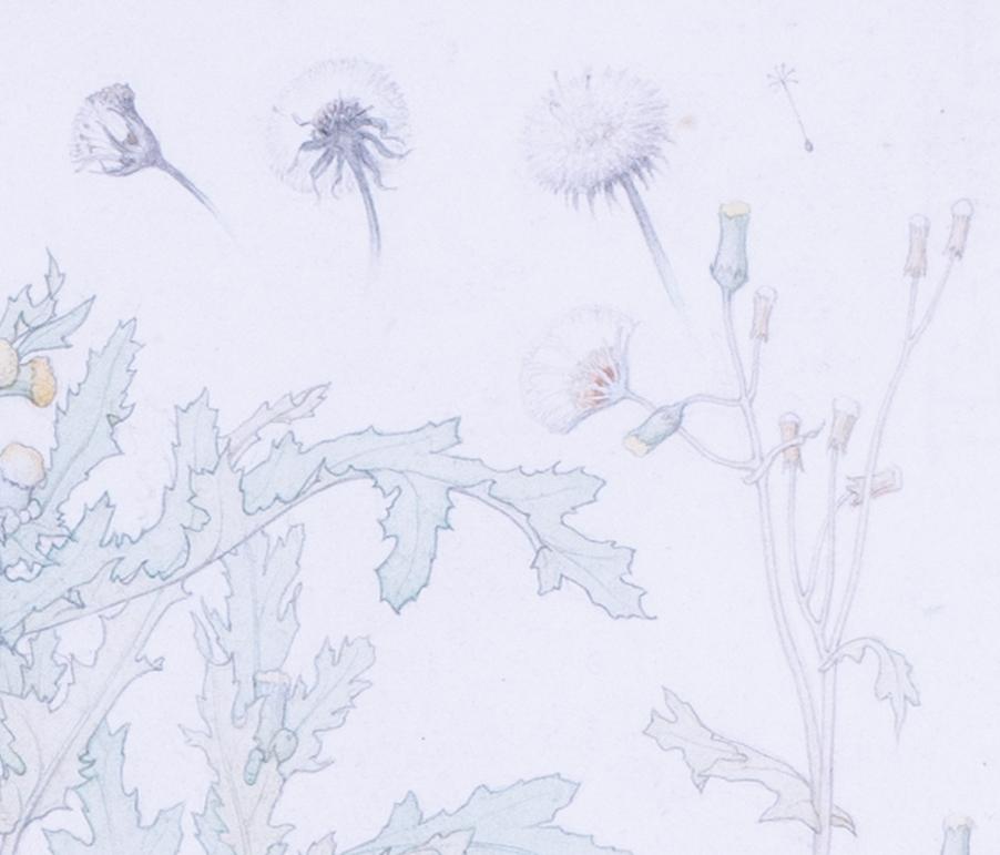 An early 20th Century design of thistles by Edward Ridley For Sale 3