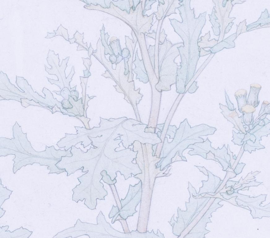 An early 20th Century design of thistles by Edward Ridley For Sale 2