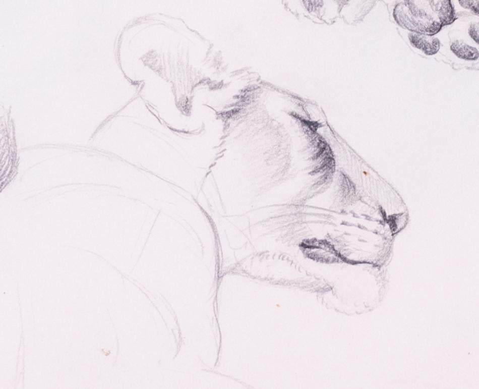 Rare and beautiful study of a lioness by one of wildlife and natures greatest preservationists 'Joy Adamson.  Joy Adamson (1910-1980) is best known for the books and films depicting her work in Africa with 