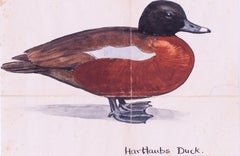 „Hart Laubs Duck“ des britischen Ornithologen Sir Peter Markham Scott