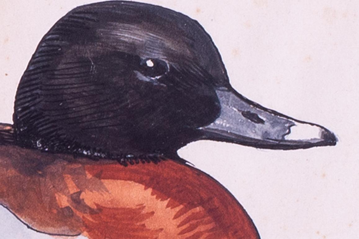 'Hart Laubs Duck' by British ornithologist Sir Peter Markham Scott - Academic Art by Sir Peter Markham Scott CH CBE DSC FRS FZS
