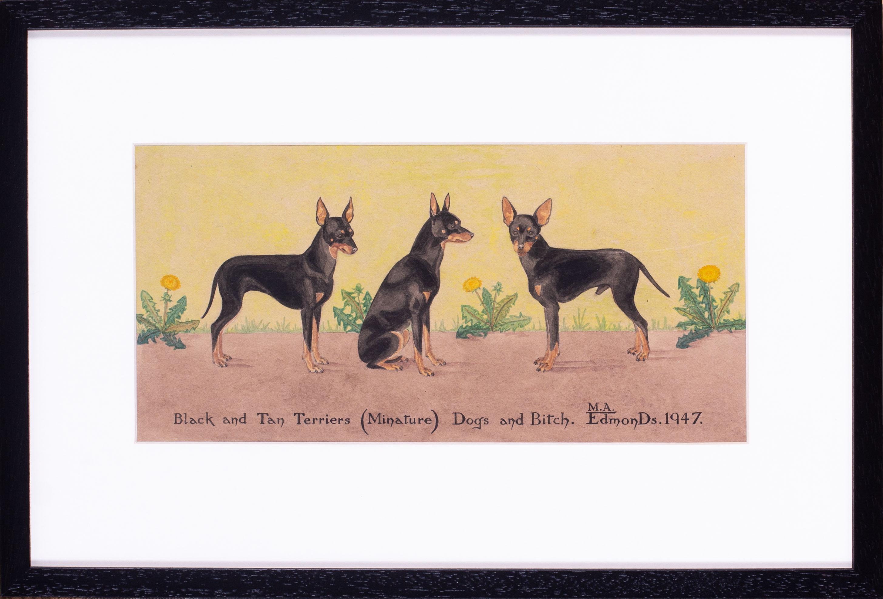 British mid century watercolour and pen drawing of black and tan terrier dogs