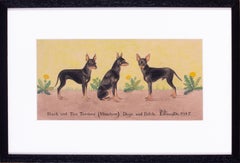 Dessin à l'aquarelle et à la plume du milieu du siècle dernier représentant des chiens terriers noir et feu