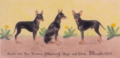 British mid century watercolour and pen drawing of black and tan terrier dogs