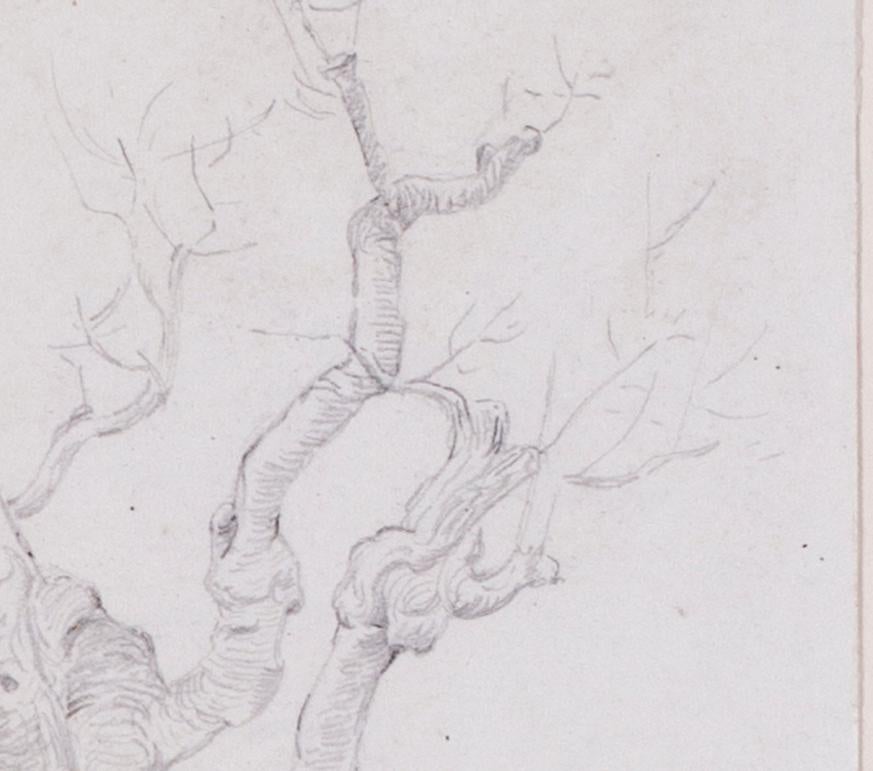 twisted trees drawing