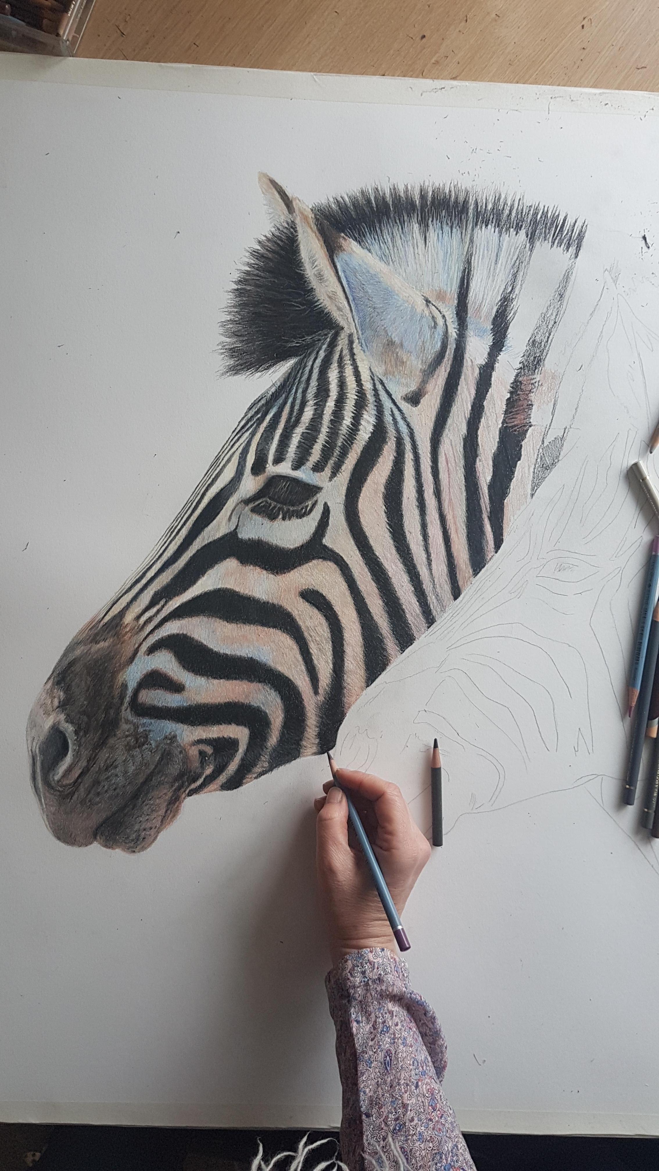 An original, contemporary wildlife drawing of zebra in coloured pencil on paper  - Art by Charlotte Williams