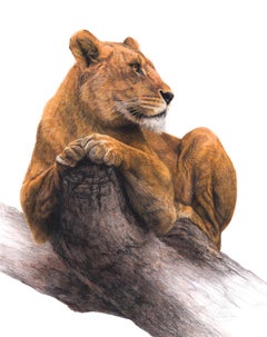Original hand drawn artwork of a lion by British born artist Charlotte Williams