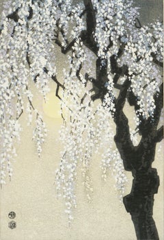 Asian Nocturnal Cherry Blossoms