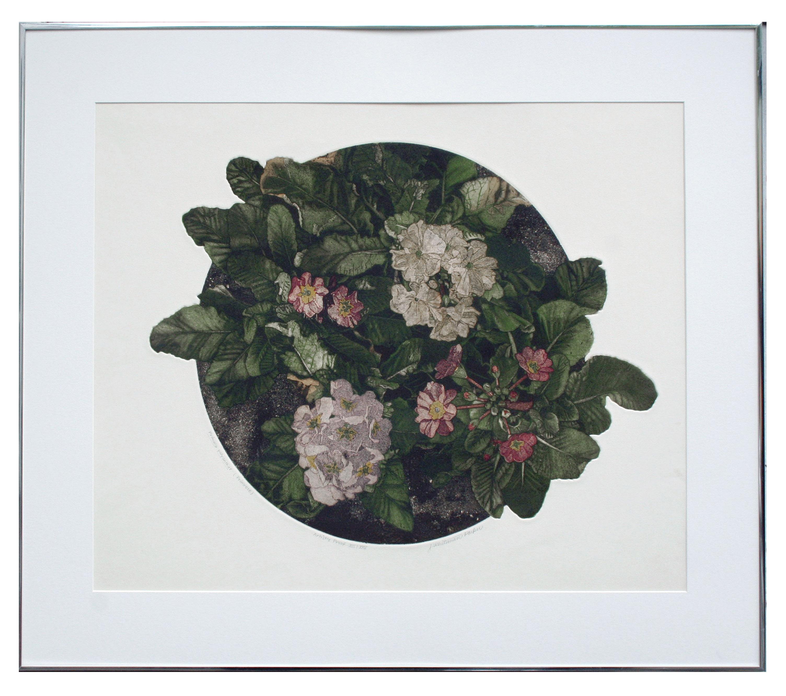 Primula Polyanthus (Primrose) Botanical Etching - Print by J Whiteman Parker