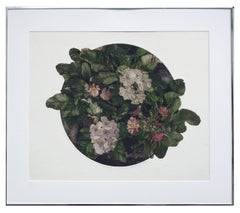Primula Polyanthus (Primrose) Botanical Etching