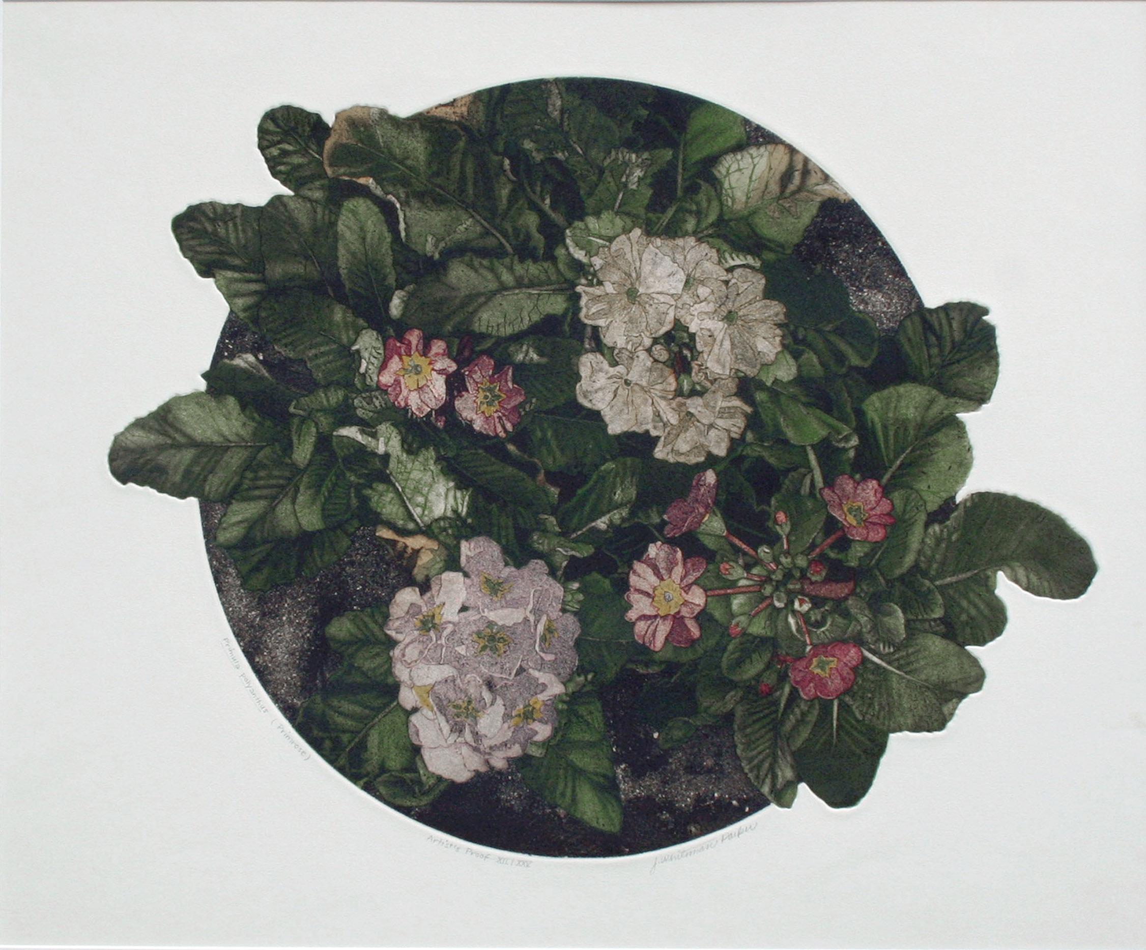 J Whiteman Parker Still-Life Print - Primula Polyanthus (Primrose) Botanical Etching
