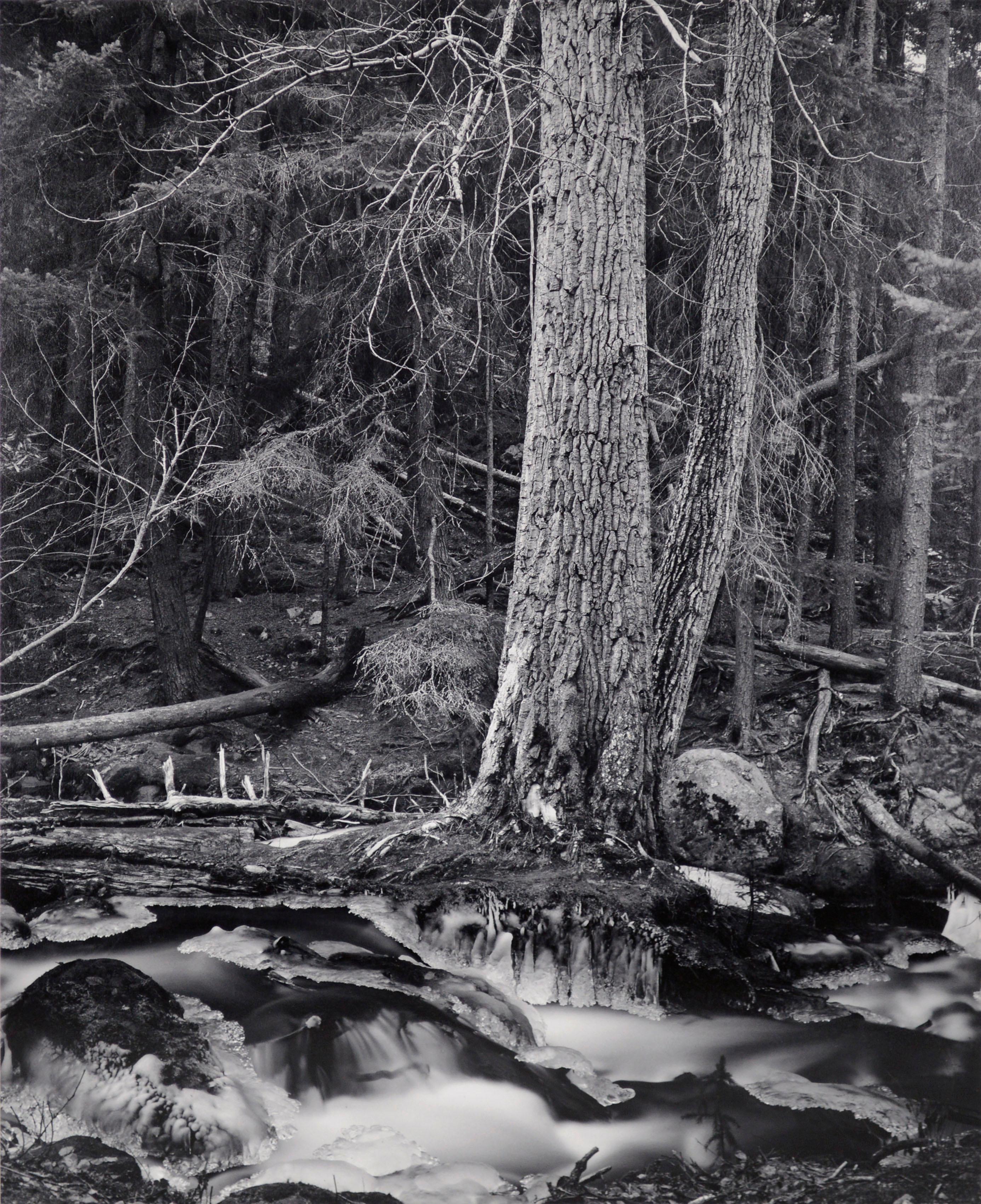Alaska Forest Stream - Photographie de paysage en noir et blanc - Noir Black and White Photograph par George Provost