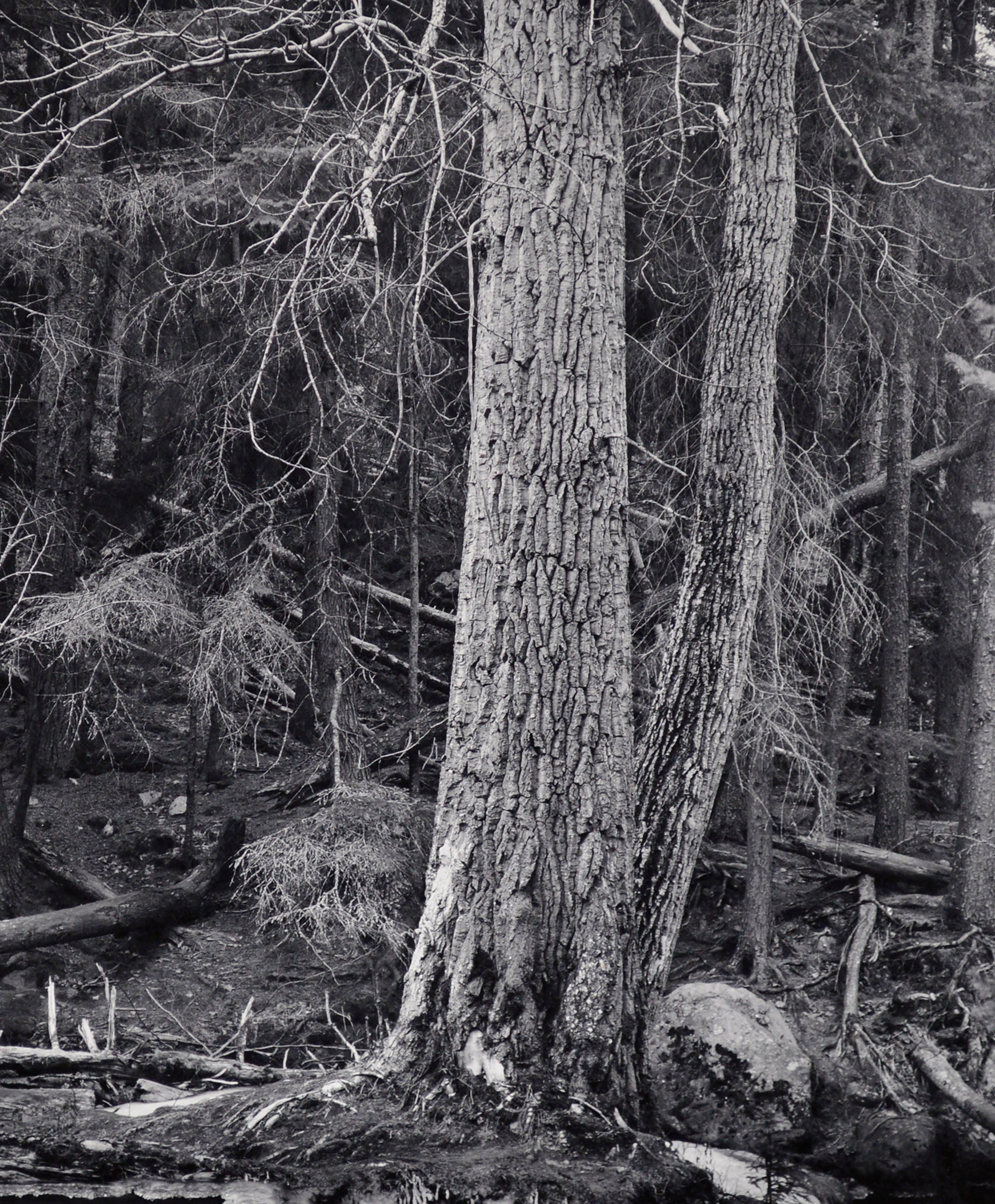 Magnifique photographie de paysage en noir et blanc représentant des arbres et un ruisseau dans les bois de l'Alaska, réalisée par le photographe de nature George Provost (américain, 20e siècle), basé à Anchorage. Signé à la main et daté 