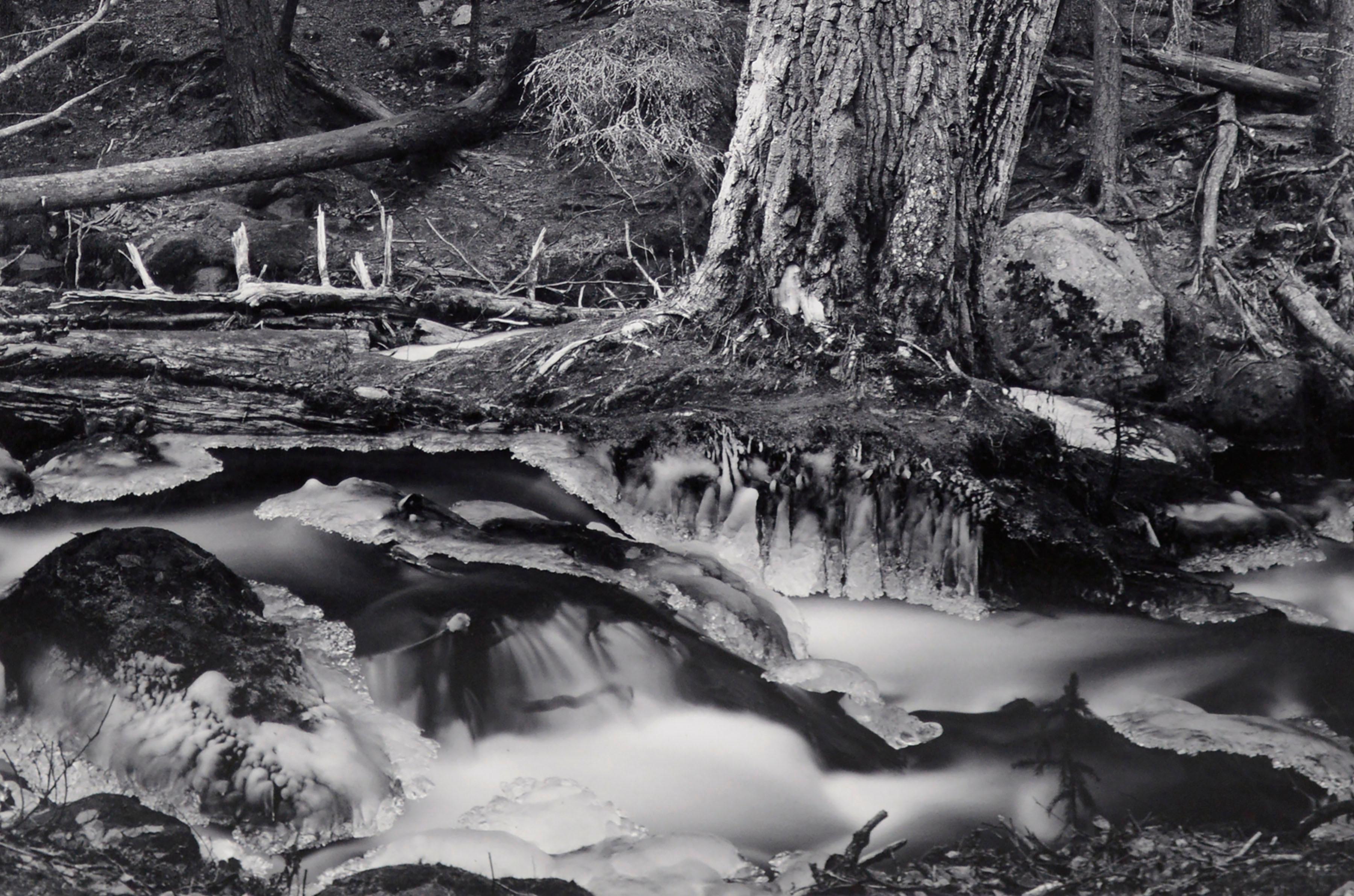 Alaska Forest Stream - Photographie de paysage en noir et blanc en vente 1