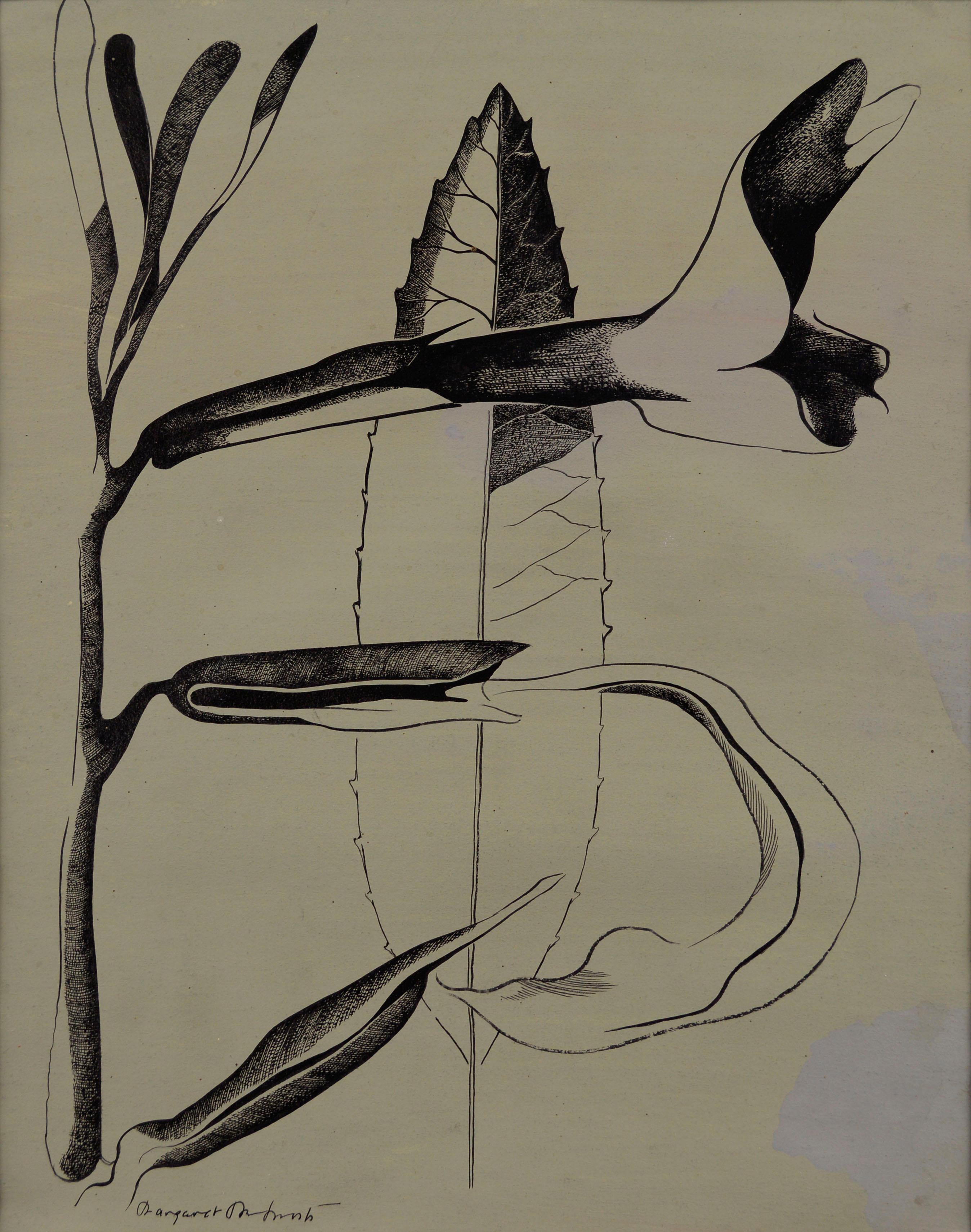 Margaret Wentworth Millard Owings  Still-Life - "Sticky Monkey Flower, Big Sur" - Mid Century Botanical Illustration 