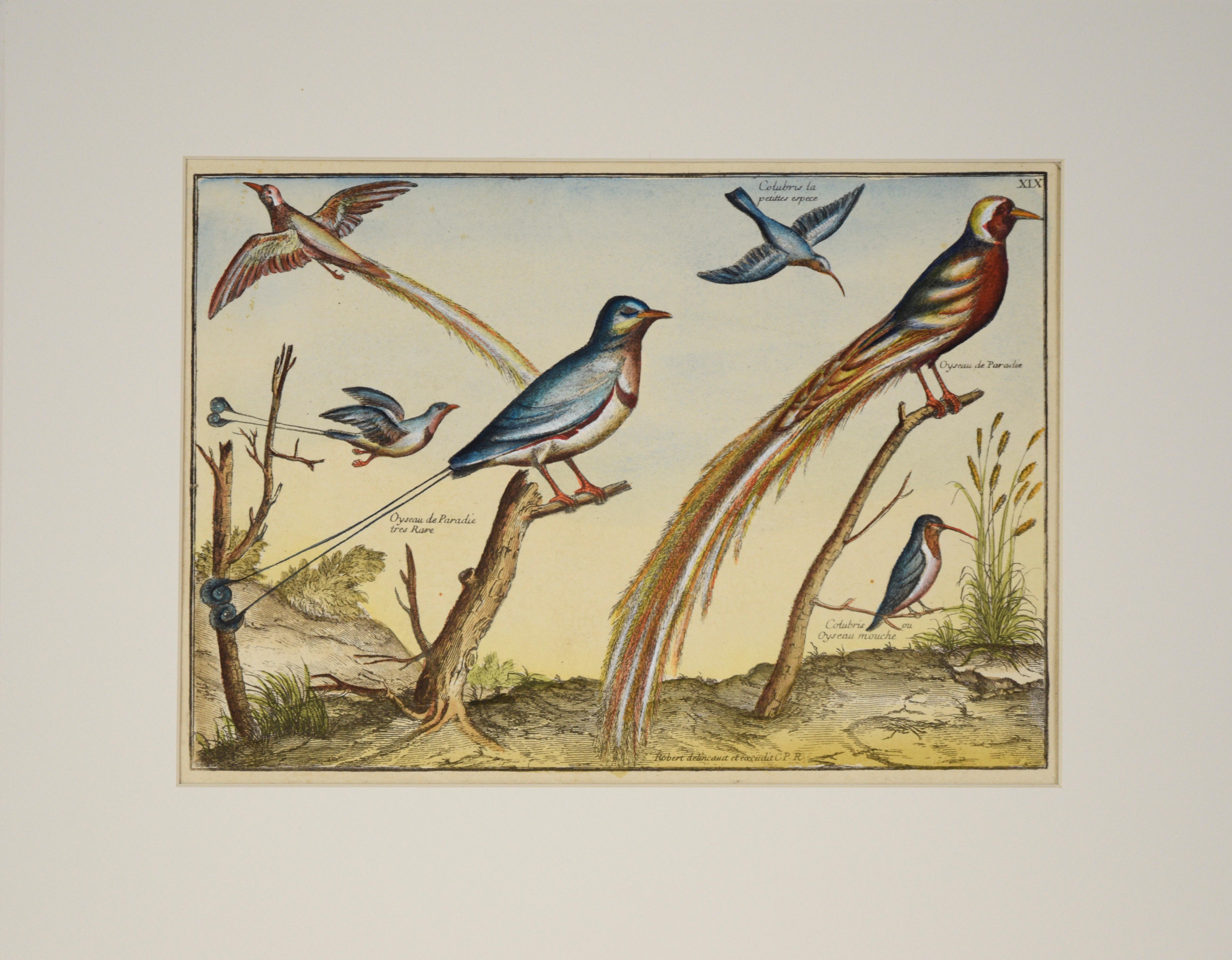 Nicolas Robert Animal Print – „Kollektion der seltensten Vögel“ – Hand-Aquarellgravur 