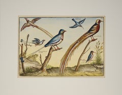 „Kollektion der seltensten Vögel“ – Hand-Aquarellgravur 