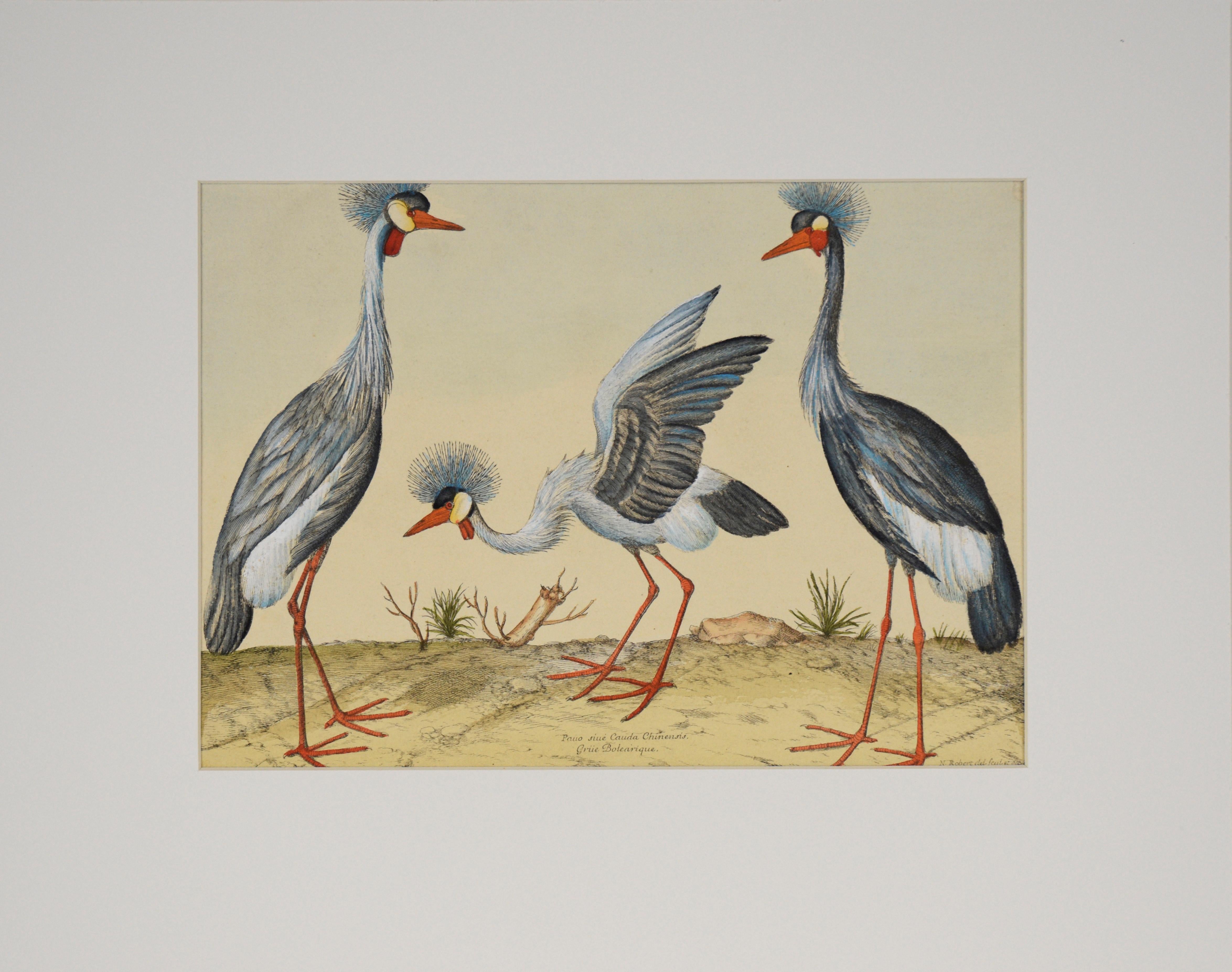 "Three Herons" - Hand Watercolor Engraving